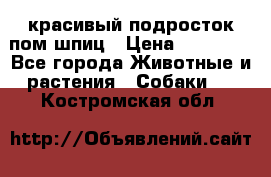 красивый подросток пом шпиц › Цена ­ 30 000 - Все города Животные и растения » Собаки   . Костромская обл.